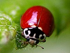 Western Blood-red Lady Beetle